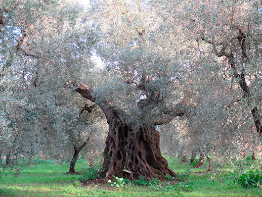 Olive tree in Villa Castelli (Brindisi), Apulia, Italy