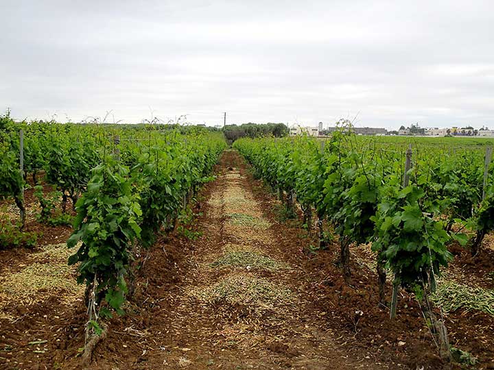 Vineyard, Apulia, Italy